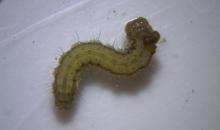 image 12026