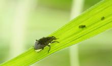 image 983