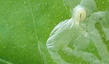 image 14081