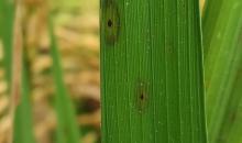 image 13788