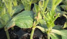 image 19031