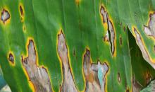 image 13184
