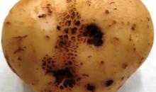 image 15263